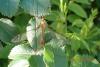 Tipula sp.